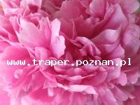 100 Rocznica Wybuchu Powstania Wielkopolskiego w Poznaniu PolskaWielkopolanie  jak co roku obchodzą wielkie święto udanego Powstania Wielkopolskiego,  jednego z nielicznych zakończonych sukcesem. 